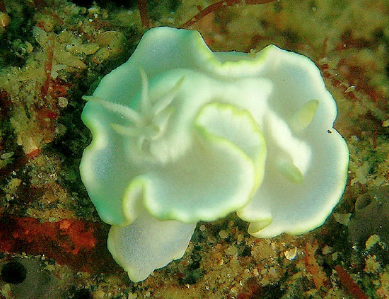  Glossodoris pallida (Sea Slug)